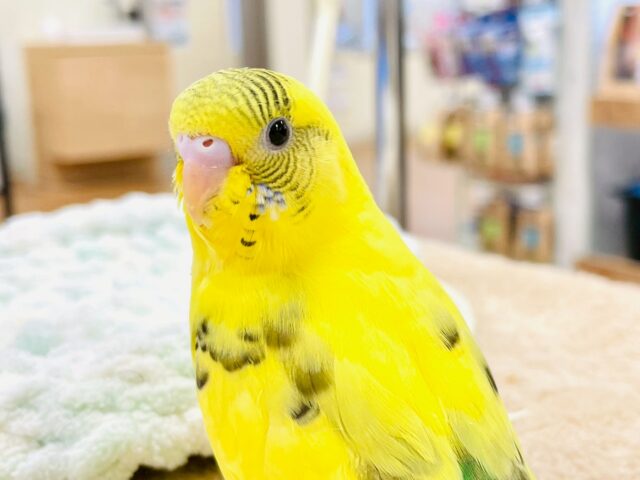 すくすく成長してます❣️☺️セキセイインコ(ハルクイン)ヒナ セキセイインコ