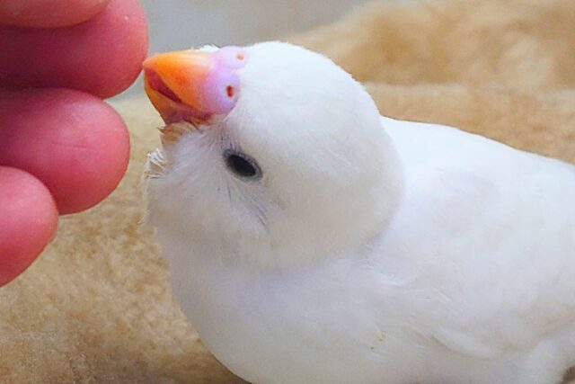 最新画像になります☆べちゃべちゃふぇいす♡ 気にしないーー セキセイインコ ダブルファクター~~ セキセイインコ
