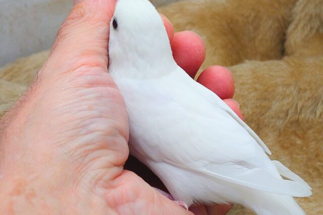 最新画像になります☆べちゃべちゃふぇいす♡ 気にしないーー セキセイインコ ダブルファクター~~ セキセイインコ