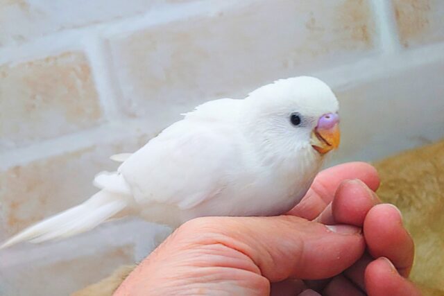最新画像になります☆べちゃべちゃふぇいす♡ 気にしないーー セキセイインコ ダブルファクター~~ セキセイインコ