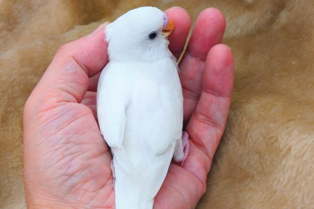 最新画像になります☆べちゃべちゃふぇいす♡ 気にしないーー セキセイインコ ダブルファクター~~ セキセイインコ