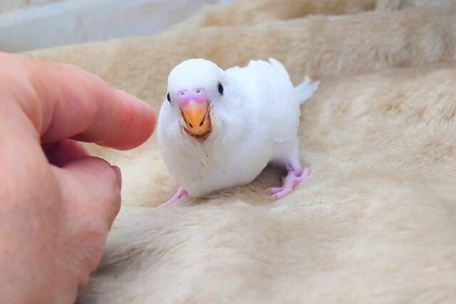 最新画像になります☆べちゃべちゃふぇいす♡ 気にしないーー セキセイインコ ダブルファクター~~ セキセイインコ