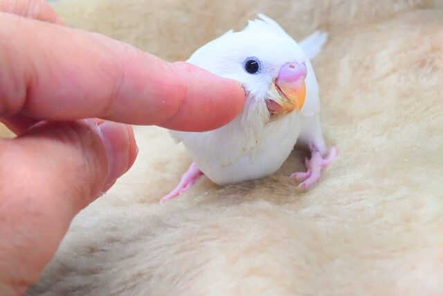 最新画像になります☆べちゃべちゃふぇいす♡ 気にしないーー セキセイインコ ダブルファクター~~ セキセイインコ