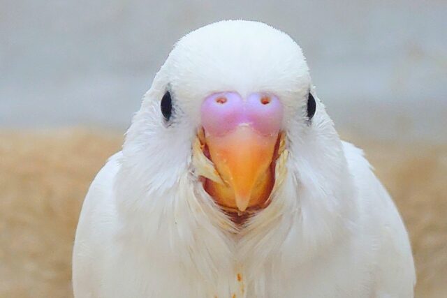 最新画像になります☆べちゃべちゃふぇいす♡ 気にしないーー セキセイインコ ダブルファクター~~ セキセイインコ