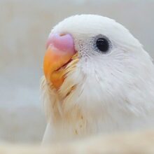最新画像になります☆べちゃべちゃふぇいす♡　気にしないーー　セキセイインコ　ダブルファクター～～