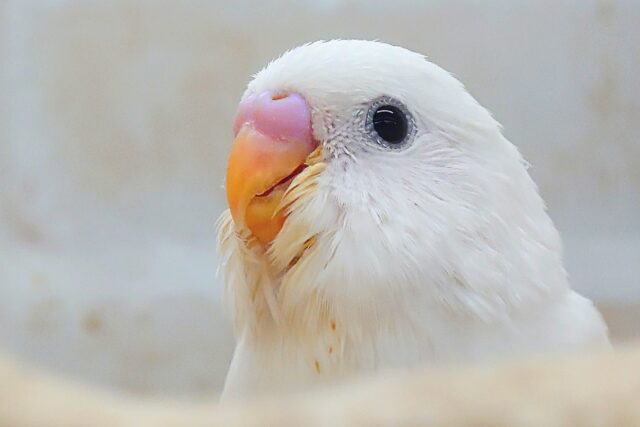 最新画像になります☆べちゃべちゃふぇいす♡ 気にしないーー セキセイインコ ダブルファクター~~ セキセイインコ