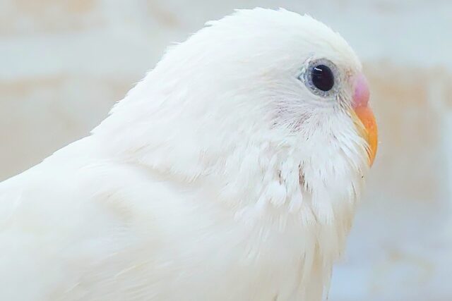 最新画像になります☆べちゃべちゃふぇいす♡ 気にしないーー セキセイインコ ダブルファクター~~ セキセイインコ