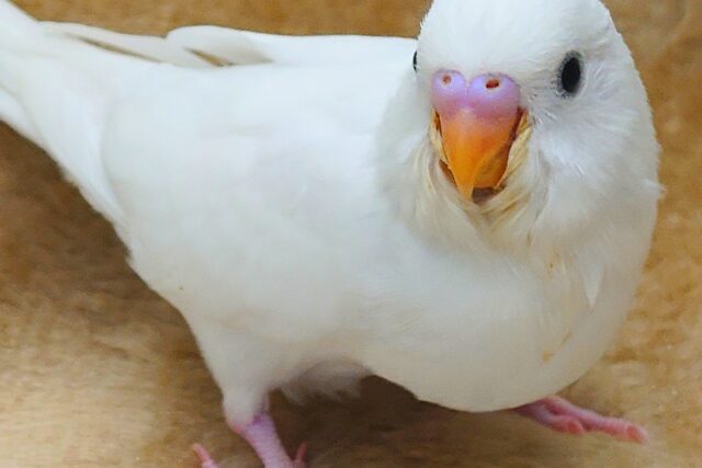 最新画像になります☆べちゃべちゃふぇいす♡ 気にしないーー セキセイインコ ダブルファクター~~ セキセイインコ