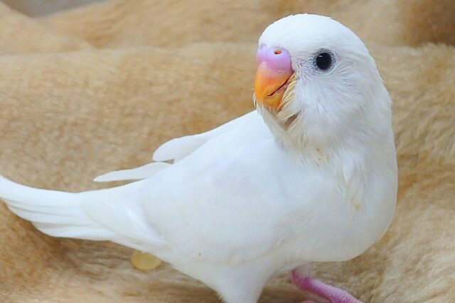 最新画像になります☆べちゃべちゃふぇいす♡ 気にしないーー セキセイインコ ダブルファクター~~ セキセイインコ