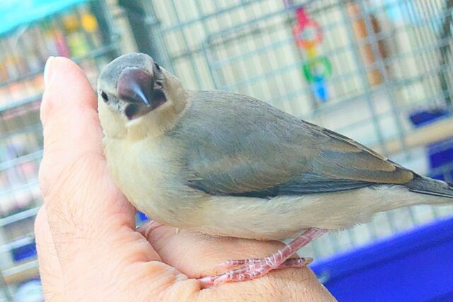 動画あり☆【🆙最新画像アリ‼️】ブンブンブンチョー参上🎵　桜文鳥