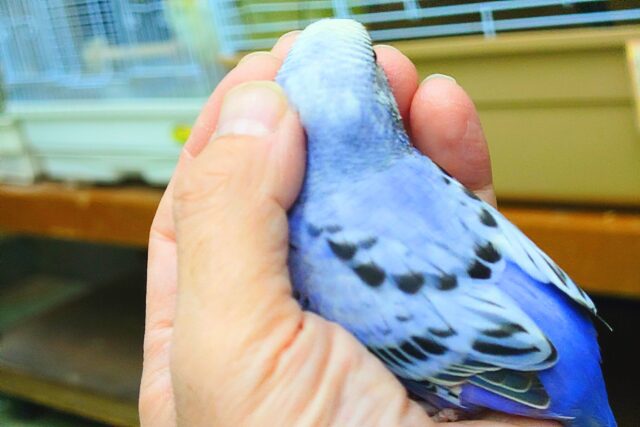 最新画像になります☆ 黒真珠★ プレミアム感しかないねっ セキセイインコ オパーリン〜〜 セキセイインコ
