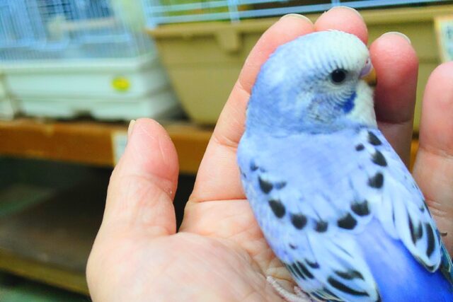 最新画像になります☆ 黒真珠★ プレミアム感しかないねっ セキセイインコ オパーリン〜〜 セキセイインコ