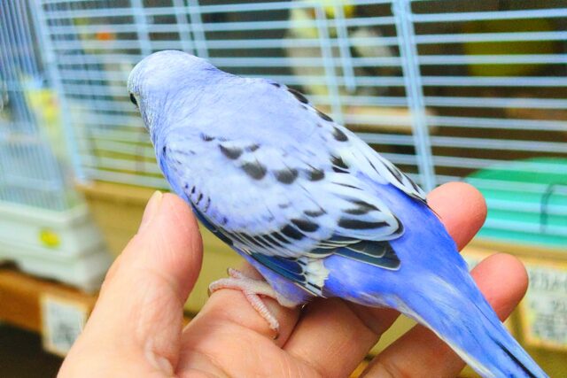 最新画像になります☆ 黒真珠★ プレミアム感しかないねっ セキセイインコ オパーリン〜〜 セキセイインコ