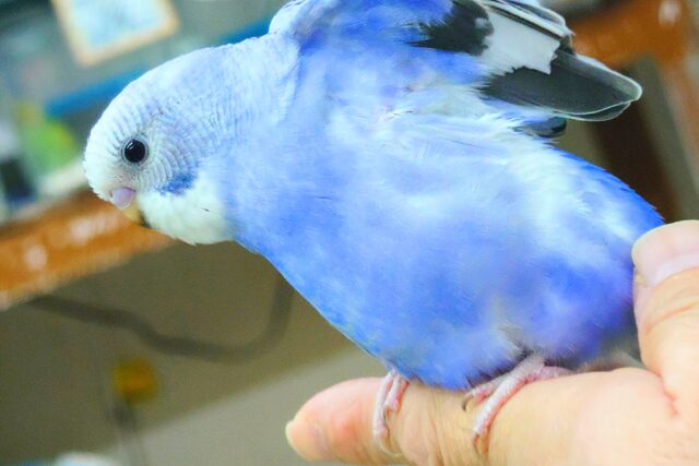 最新画像になります☆ 黒真珠★ プレミアム感しかないねっ セキセイインコ オパーリン〜〜 セキセイインコ