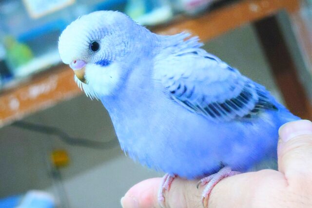 最新画像になります☆ 黒真珠★ プレミアム感しかないねっ セキセイインコ オパーリン〜〜 セキセイインコ