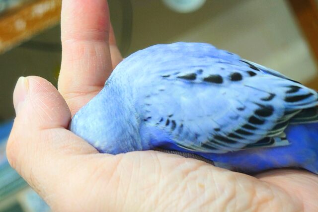 最新画像になります☆ 黒真珠★ プレミアム感しかないねっ セキセイインコ オパーリン〜〜 セキセイインコ