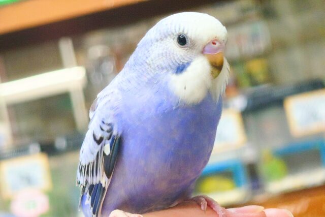 最新画像になります☆ 黒真珠★ プレミアム感しかないねっ セキセイインコ オパーリン〜〜 セキセイインコ