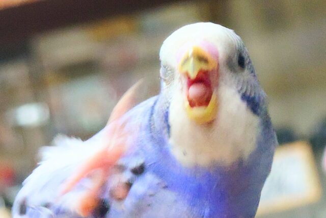 最新画像になります☆ 黒真珠★ プレミアム感しかないねっ セキセイインコ オパーリン〜〜 セキセイインコ