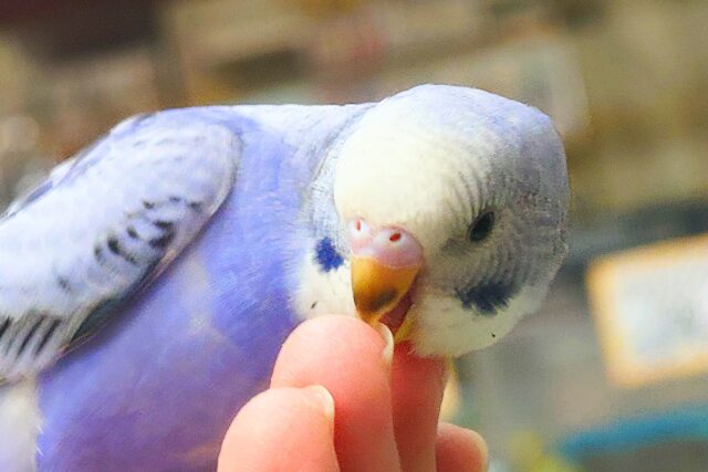最新画像になります☆ 黒真珠★ プレミアム感しかないねっ セキセイインコ オパーリン〜〜 セキセイインコ