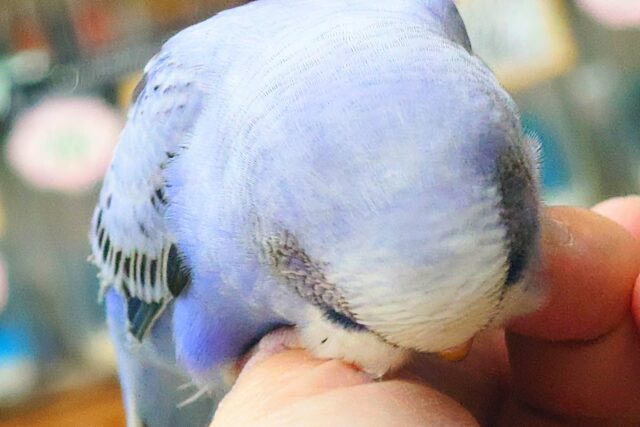 最新画像になります☆ 黒真珠★ プレミアム感しかないねっ セキセイインコ オパーリン〜〜 セキセイインコ