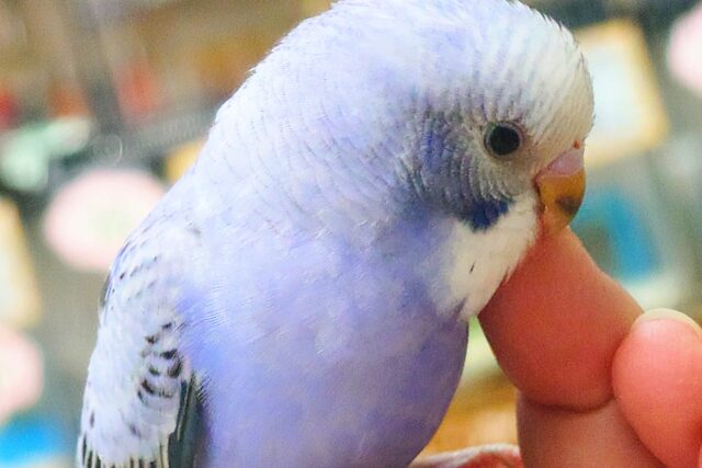 最新画像になります☆ 黒真珠★ プレミアム感しかないねっ セキセイインコ オパーリン〜〜 セキセイインコ