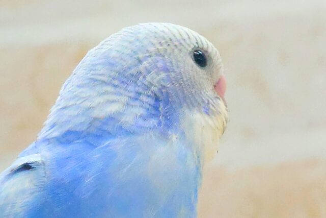 最新画像になります☆　可愛いが多過ぎた♪うろこ雲☁️🩵🍂　セキセイインコ（ブルースパングル）