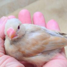 【🆙最新画像あり‼️】悩める。。キレイなルビーアイです🍒✨　シナモン文鳥