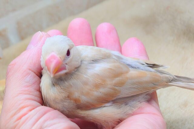 【🆙最新画像あり‼️】悩める。。キレイなルビーアイです🍒✨　シナモン文鳥
