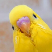最新画像になります☆　届いた？？「お家行きたい光せん☆彡」まっきっき！🌼🐤💛　セキセイインコ（ダブルファクター）
