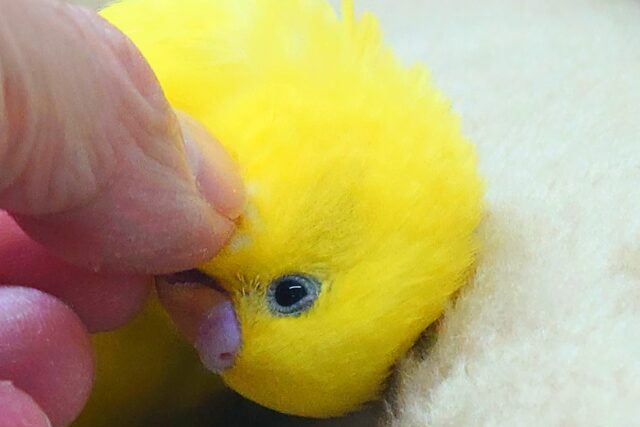 セキセイインコ