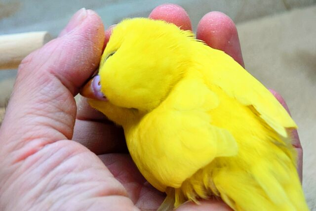 セキセイインコ