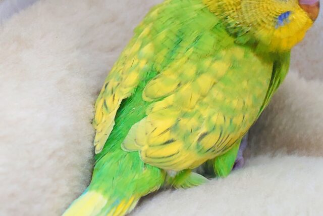 セキセイインコ