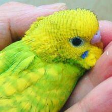 最新画像になります☆あまーーいっレモンライム🎶🍋　セキセイインコ（グリーンスパングル）