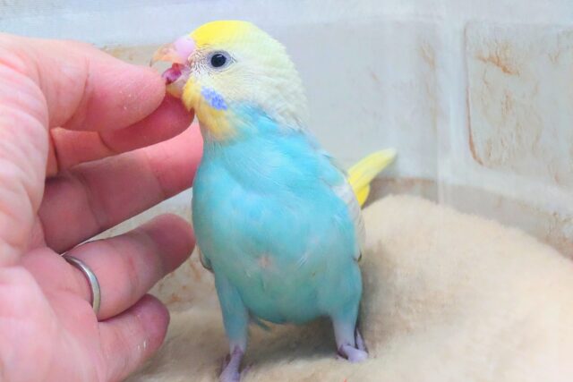 セキセイインコ