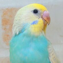 最新画像になります☆　ﾌﾌんがぁ～ふんふん♬　ソーダフロート🍨🩵　セキセイインコ（パステルレインボー）