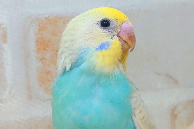 最新画像になります☆　ﾌﾌんがぁ～ふんふん♬　ソーダフロート🍨🩵　セキセイインコ（パステルレインボー）