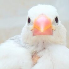 最新画像になります☆じつはーご機嫌♫しろしろぶんちょす🤍　白文鳥