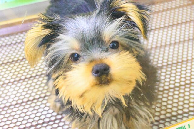 ヨークシャテリア