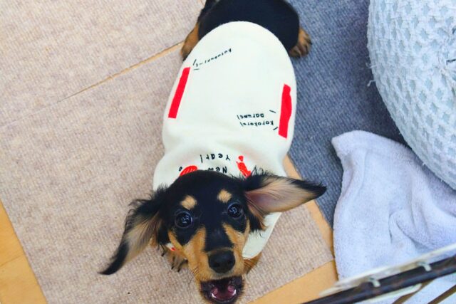 カニンヘンダックス