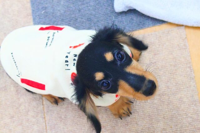 カニンヘンダックス