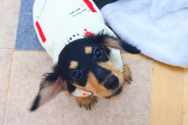 カニンヘンダックス