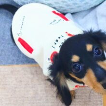 最新画像になります☆アゲ↑、サゲ↓～～わかりやすっ💓カニンヘンダックスの男のコきました〜🌟