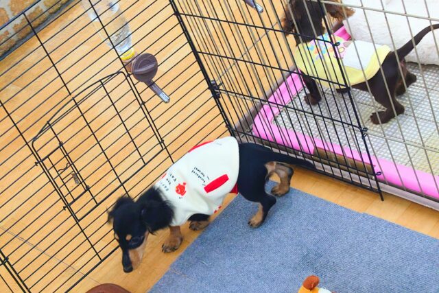 カニンヘンダックス