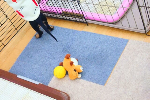 カニンヘンダックス