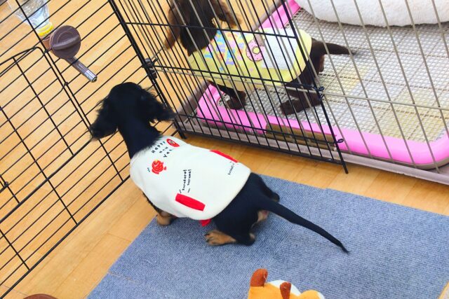 カニンヘンダックス