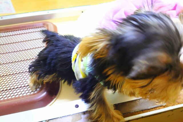 ヨークシャテリア