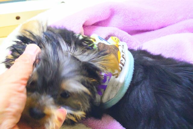 ヨークシャテリア