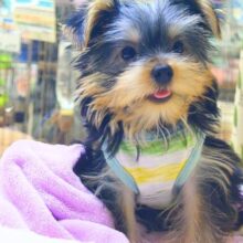 最新画像になります☆電池つきるまで🌟いつでも全力なヨークシャーテリアの男のコ🐾