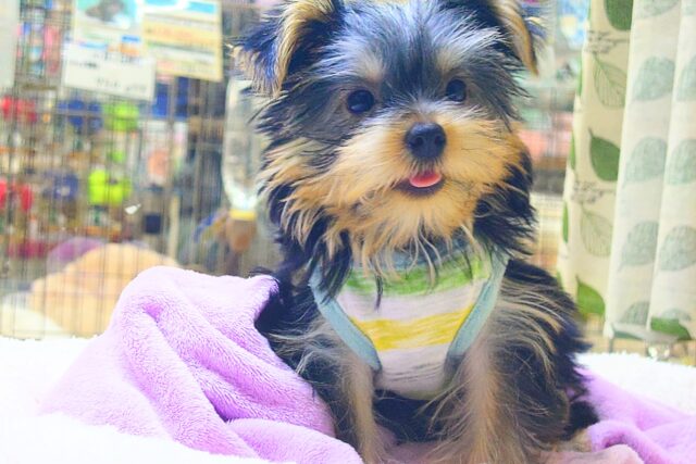 最新画像になります☆電池つきるまで🌟いつでも全力なヨークシャーテリアの男のコ🐾