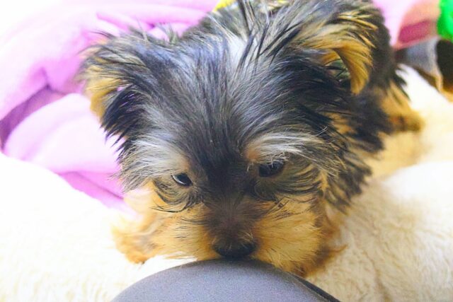 ヨークシャテリア